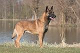 MALINOIS 1047